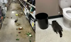 Viskiyi fazla kaçıran rakun dükkanı dağıttı! Sosyal medyayı salladı