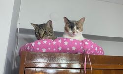 Kedi yaşı nasıl hesaplanır? Kediniz insan yaşına göre kaç yaşında?