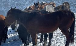 15 atı ayaklarından vurdular! Jandarma harekete geçti