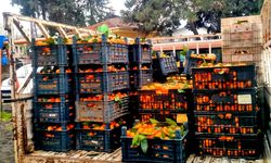 Alaçatı’dan Hatay’a narenciye dayanışması