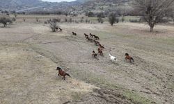 Ankara’da doğanın sessiz kahramanları ortaya çıktı