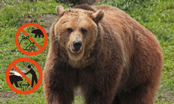 Ayı saldırılarına karşı yeni levhalar tanıtıldı!