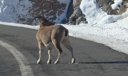 Bayburt’ta nesli tehlikedeki dağ keçileri görüntülendi