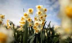 Bayındır’da festival için geri sayım başladı