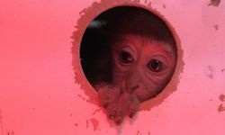 Bir kolinin içinden çıkmıştı, şimdi bir ailesi var