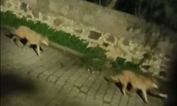 Bodrum’da kurt sürüsü paniği kameraya yansıdı