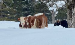 Büyükbaş hayvanların karla mücadelesi havadan görüntülendi