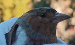 Çanakkale’de bitkin bulunan ispinoz doğaya döndü