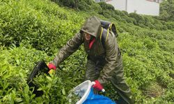 Çay işçilerinin hayatını değiştiren sır: Ağrılar azaldı, uyku kalitesi arttı!