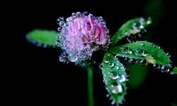 Cemre düşmesi nedir? İlk cemre ne zaman ve nereye düşecek? Cemre düşme tarihleri 2026