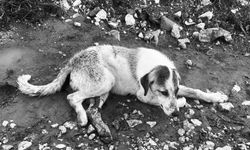 Çeşme’de sokak canı vahşetine, Çeşme ÇESAL’den sert tepki