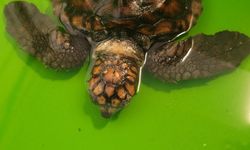 Çeşme’de yaralı yavru caretta caretta Muğla’da hayata tutundu
