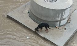 Dereye düşen köpek itfaiyenin hızlı müdahalesiyle kurtarıldı