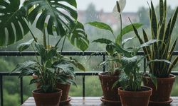 Ev bitkilerinin en sevdiği su buymuş! Sararan yapraklara son