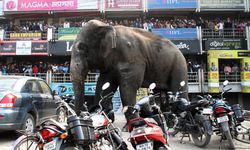 Hindistan’daki köylerde korku geceleri artıyor: Bir haftada 17 can aldı!