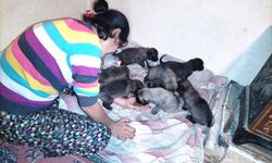 Antalya’da anne köpek telef oldu, yavruları hayatta