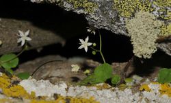 İzmir’de bilim dünyasına yeni bir tür: 'İzmir Göbekotu' keşfedildi