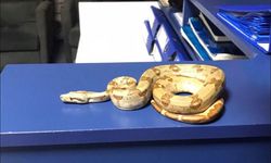 İzmir’de kafede yılanla dolaştı, cezası ağır oldu!