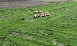 Kangal ve akbaşın ardından çobanlara yeni süper yardımcı!