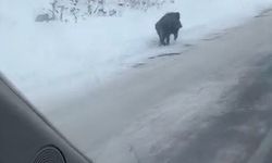 Kars’ta kara yolunda yürüyen yaban domuzu görüntülendi