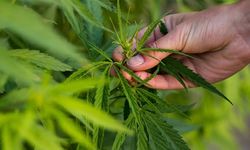 Kenevir üretimine 21 ilde izin verildi! İşte o iller...