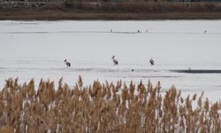 Kış ortasında beklenmeyen misafirler