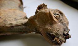 Mağaralarda çita mumyaları bulundu