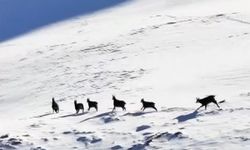 Munzur Dağları’nda şamualar havadan görüntülendi