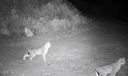 Ormanın hayaleti Çankırı’da görüntülendi!