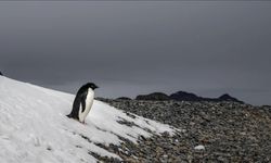 Penguen videosu nedir, ne anlama geliyor?