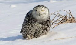 Seferihisar’dan Amerika’ya uzanan başarı hikayesi