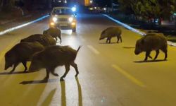 Şehir merkezini domuz sürüleri bastı!