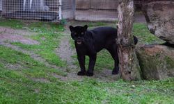 Son günlerini İzmir’de geçiren Juliet kurtarılamadı