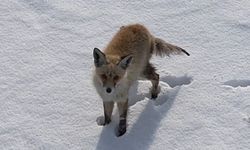 Tilki dronu av sandı, ortaya gülümseten görüntüler çıktı