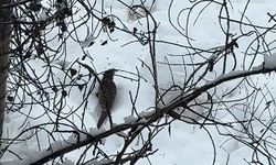 Tunceli’de nadir görülen doğa anı kamerada