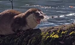 Yedigöller’de nesli tehlikedeki su samuru görüntülendi