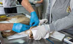 Ege’nin 'Saz Kedisi' mucizesi: 6 aylık tedavinin ardından doğaya döndü