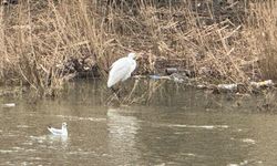 Alaplı Çayı göçmen kuşların durağı oldu