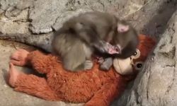 Peluş oyuncağına sarılan maymun Punch'ın dramı: Maymun Punch olayı nedir?