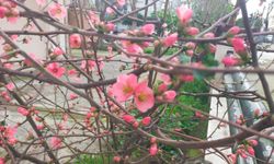 İzmir'de Japon ayvası çiçek açtı