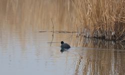 Karasu Sulak Alanı’nda kuş popülasyonu şaşırtıyor!