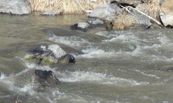 Zemheri geldi sanıldı ama… Kars Çayı’nın buzları eridi!