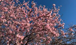 Kızıltepe’de badem ağaçları çiçek açtı