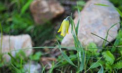 Kuşadası’nda ‘Ağlayan Gelinler’ mevsimi başladı