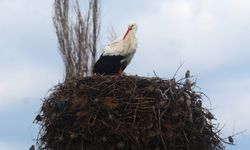 Leyleği ilk görene 1 çuval un verildi