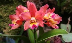 Oda spreylerini çöpe attıran mucize: En iyi aromatik ev bitkileri