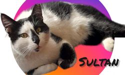 Mustafa Kemal Anadolu Lisesi | Okulumuzun sevimli sakini: Sultan