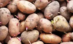 Patatesler filizlenmesin istiyorsanız bu yöntemi kullanın!
