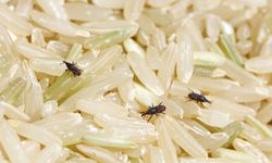 Pirinç böceklenmesine doğal çözüm: Tek diş yeter!