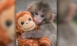 Yavru maymun Punch-kun ve peluş annesinin rekor kıran öyküsü